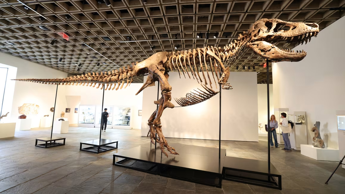 Esqueleto de T. rex se vende en $50 millones y se convierte en el fósil más caro de la historia