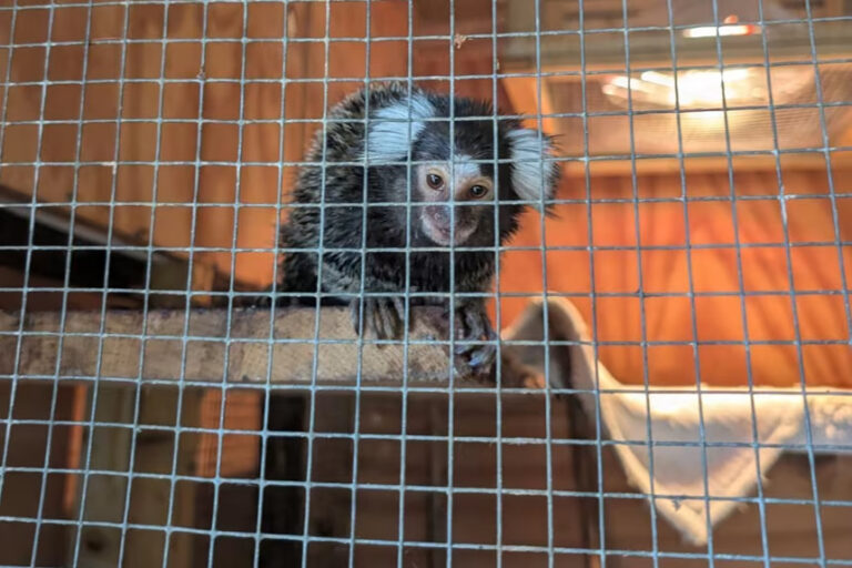 Un mono escondido en una bolsa de lavandería aparece en un autobús de Londres tras la nueva ley que prohíbe primates como mascotas