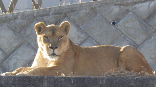 Japón: Muerte de tres leonas de un zoológico en medio de ola de calor genera críticas de organismos de defensa de los derechos de los animales