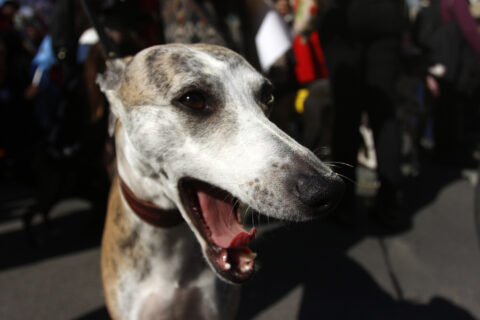Diputados revisarán este martes dos proyectos sobre carreras de perros: Uno busca prohibirlas y otro establecer una regulación