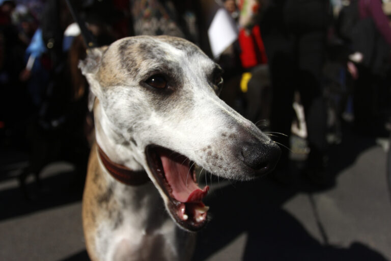 Diputados revisarán este martes dos proyectos sobre carreras de perros: Uno busca prohibirlas y otro establecer una regulación