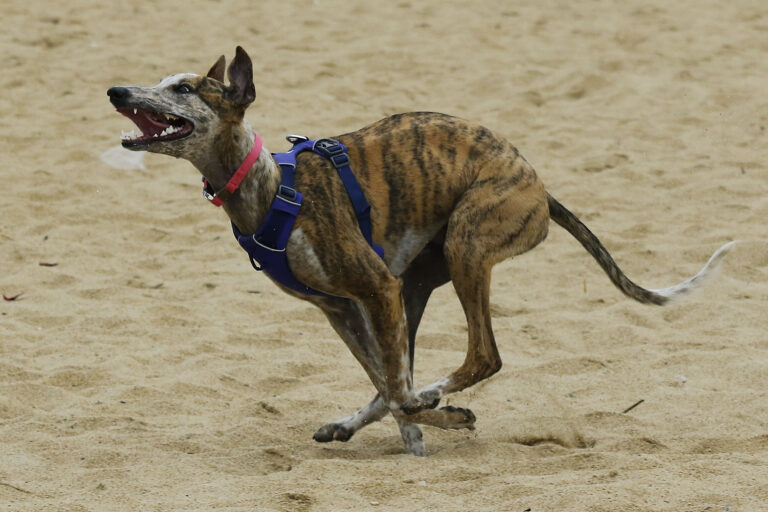 Cámara de Diputados aprueba prohibir y sancionar las carreras de perros galgos en Chile