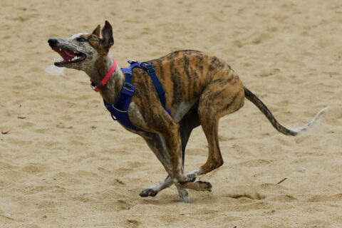 Debate por las carreras de galgos en Chile: Experta explica los motivos por los que 