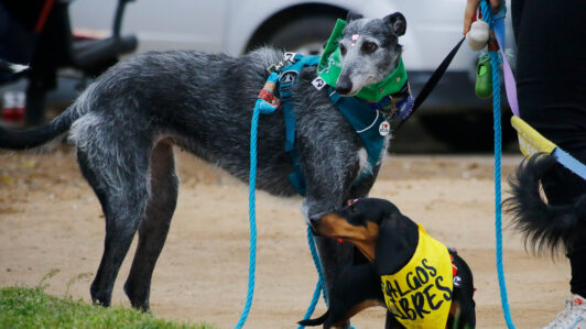 Colmevet reitera rechazo a carreras de galgos: Apuntan 