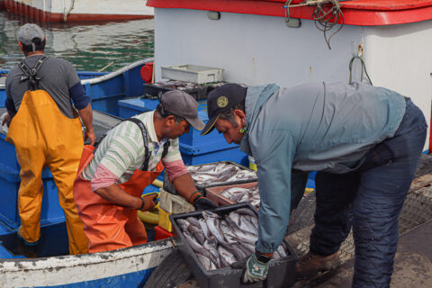 Informe de la Subsecretaría de Pesca revela que la captura de jurel cayó 47% durante el primer semestre