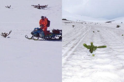Conaf denuncia daños a araucarias tras ingreso ilegal de motos de nieve a Reserva Nacional Malalcahuello