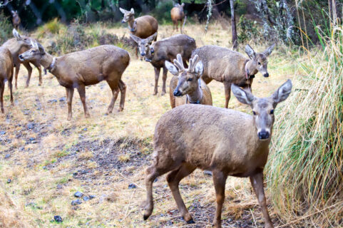 En el Día Internacional del Huemul: Inauguran Centro de Rescate de Fauna Silvestre en la Reserva Biologica de Huilo Huilo