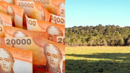 Tala ilegal de bosque nativo en Puerto Varas: Conaf presenta querella y exige una multa superior a los $8.300 millones