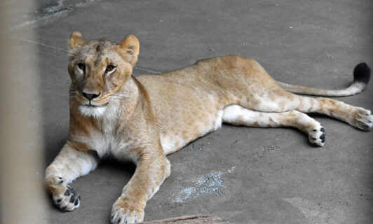 La muerte de tres leonas en un zoo de Japón por un posible golpe de calor ha provocado críticas de los organismos de defensa de los derechos de los animales, como PETA, que denunció este martes su continuado cautiverio como uno de los motivos de su fallecimiento. EFE/ Tokyo Zoological Park Society