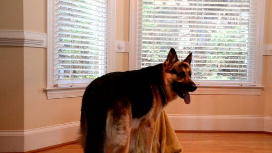 Mujer de 78 años muere tras ataque por perros en Quirihue