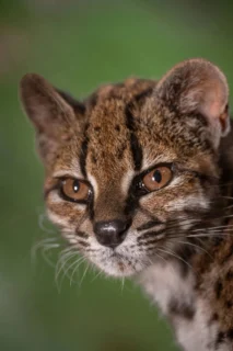 Primer plano de un ejemplar de Leopardus tilcayo, el único individuo conocido de esta especie recién identificada que vive en cautividad bajo protección; su identificación fue posible gracias a una investigación dirigida por la exploradora de National Geographic Paola Nogales Ascarrunz en Bolivia (1 de septiembre). Fernando Faciole/National Geographic/Reuters