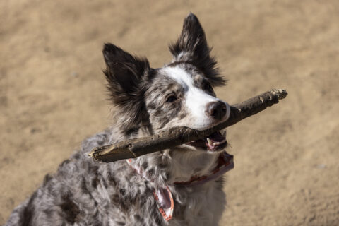 Chile es el primer país de Sudamérica en eliminar la transmisión de rabia de perros a humanos: Minsal recibió reconocimiento/Foto: Alejandra De Lucca V.