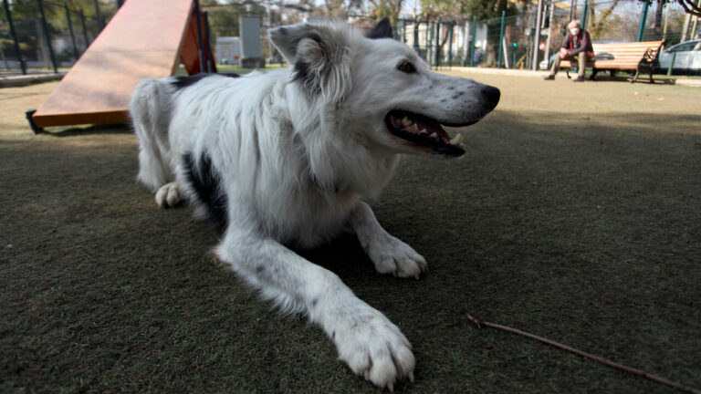 Sernac fiscaliza a veterinarias a nivel nacional: Detectó falta de información de precios en servicios ofrecidos