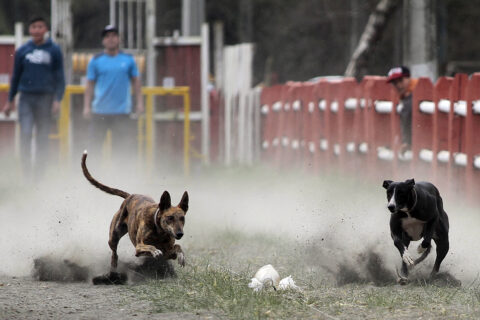 Comisión de Medioambiente aprueba indicación para regular carreras de galgos en proyecto que pretendía prohibirlas