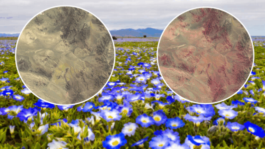 Así cambió el Desierto Florido: Imágenes de Copernicus muestran el impactante antes y después de la germinación en Atacama