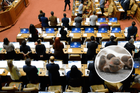 Gobierno respalda incorporación del maltrato y abandono animal en el Registro Nacional de Actos Vandálicos