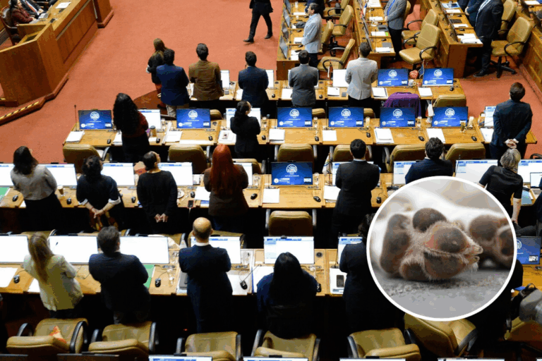 Gobierno respalda incorporación del maltrato y abandono animal en el Registro Nacional de Actos Vandálicos