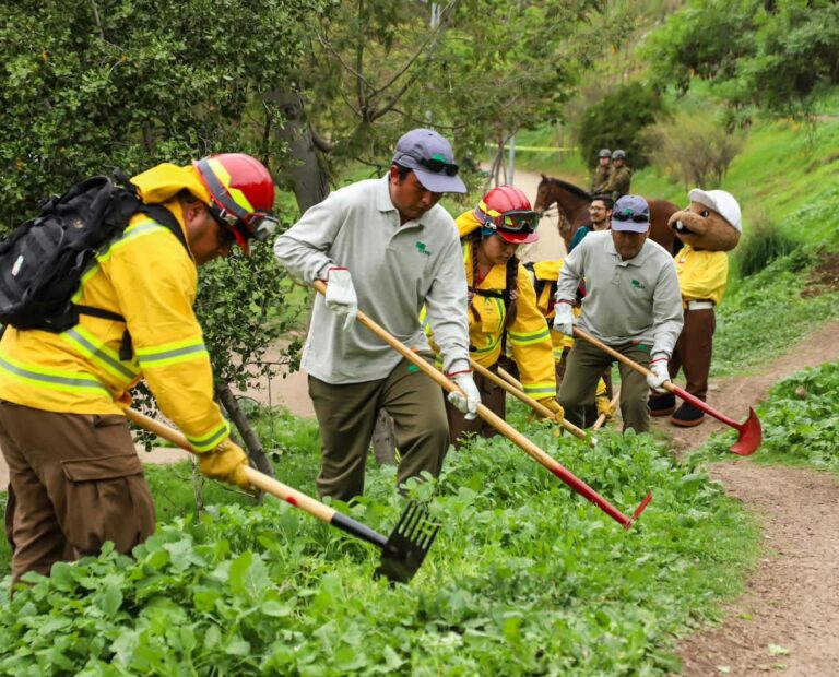 Conaf anuncia casi 10 mil puestos de trabajo para prevención de incendios forestales: Revisa cómo postular aquí