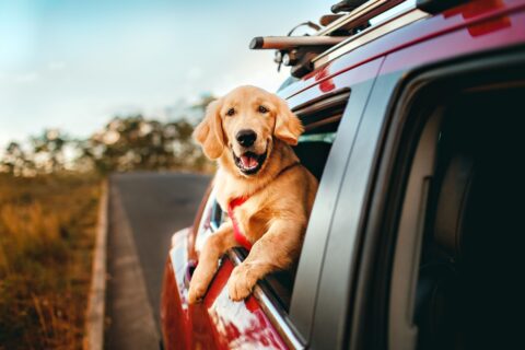 Fiestas Patrias: Recomendaciones para viajar de forma segura con mascotas