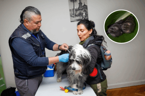 Alerta por murciélago con rabia en barrio Lastarria: Activaron operativo para vacunar a perros y gatos