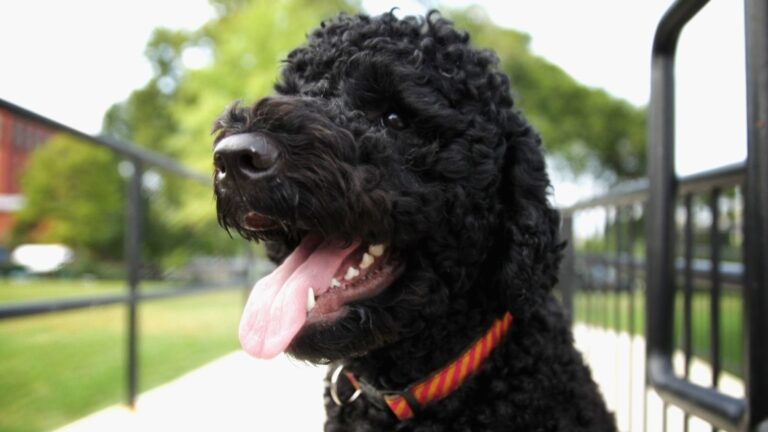 Muere a los 14 años Sunny, la traviesa perrita que acompañó a los Obama en la Casa Blanca