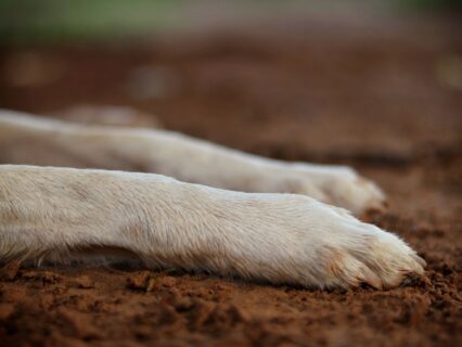 Decretan prisión preventiva para sujeto acusado de matar a perro y luego asarlo en La Pintana