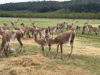 La Araucanía busca recuperar a los guanacos: Trasladarán 20 ejemplares para impulsar su reproducción