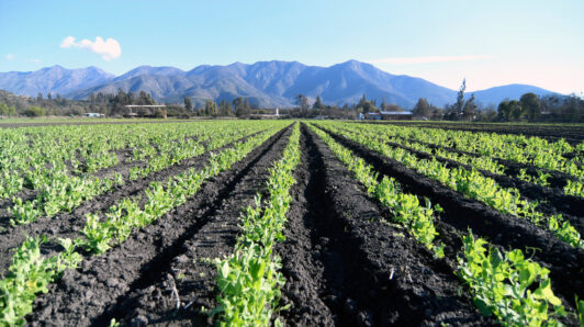 Emiten advertencia agrometeorológica entre Coquimbo y Maule por pronóstico de lluvias: Entregan recomendaciones a agricultores