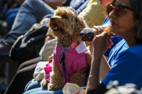 Diputados presentan proyecto “No son objeto, son familia” para sancionar el robo de mascotas