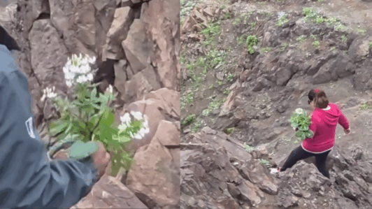 Conaf condena robo de plantas endémicas en Reserva Nacional La Chimba: Recinto se encuentra cerrado administrativamente