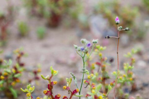 Toma una foto y ayuda a la ciencia: Ministerio del Medio Ambiente invita a registrar flora y fauna de Chile