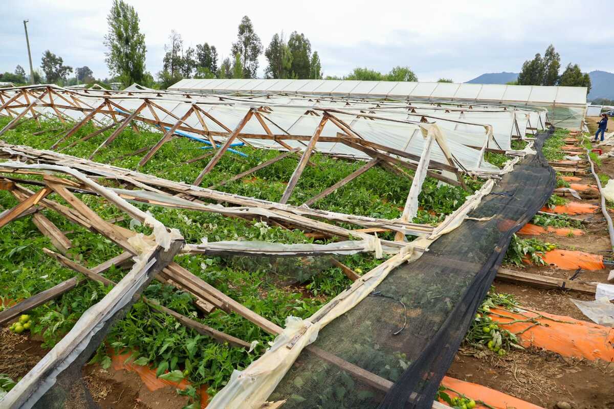Ministerio de Agricultura declara emergencia agrícola en 14 comunas del Maule tras daños por temporales