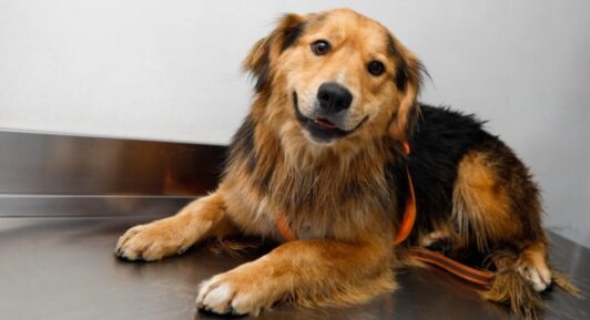 Fundación cuestiona adopción de Morocho por parte del municipio de Santiago: “Nosotros tenemos ya una familia que nos va a adoptar”