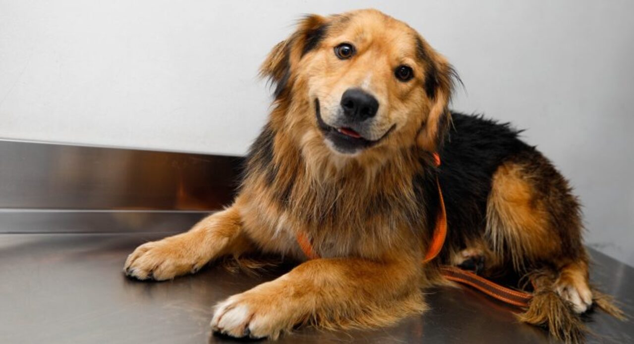 Fundación cuestiona adopción de Morocho por parte del municipio de Santiago: “Nosotros tenemos ya una familia que nos va a adoptar”