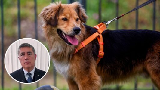 Alcalde Desbordes defiende la adopción de Morocho en la Municipalidad de Santiago tras críticas