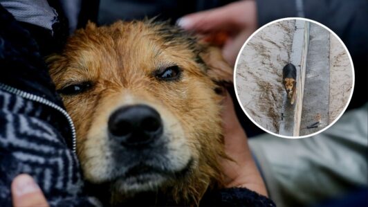 Morocho busca una familia tras su dramático rescate en el río Mapocho: Abren proceso de adopción