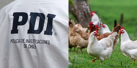 Hombre muere tras ingresar a vivienda para robar una gallina en La Serena: Dueño de casa le disparó con una escopeta