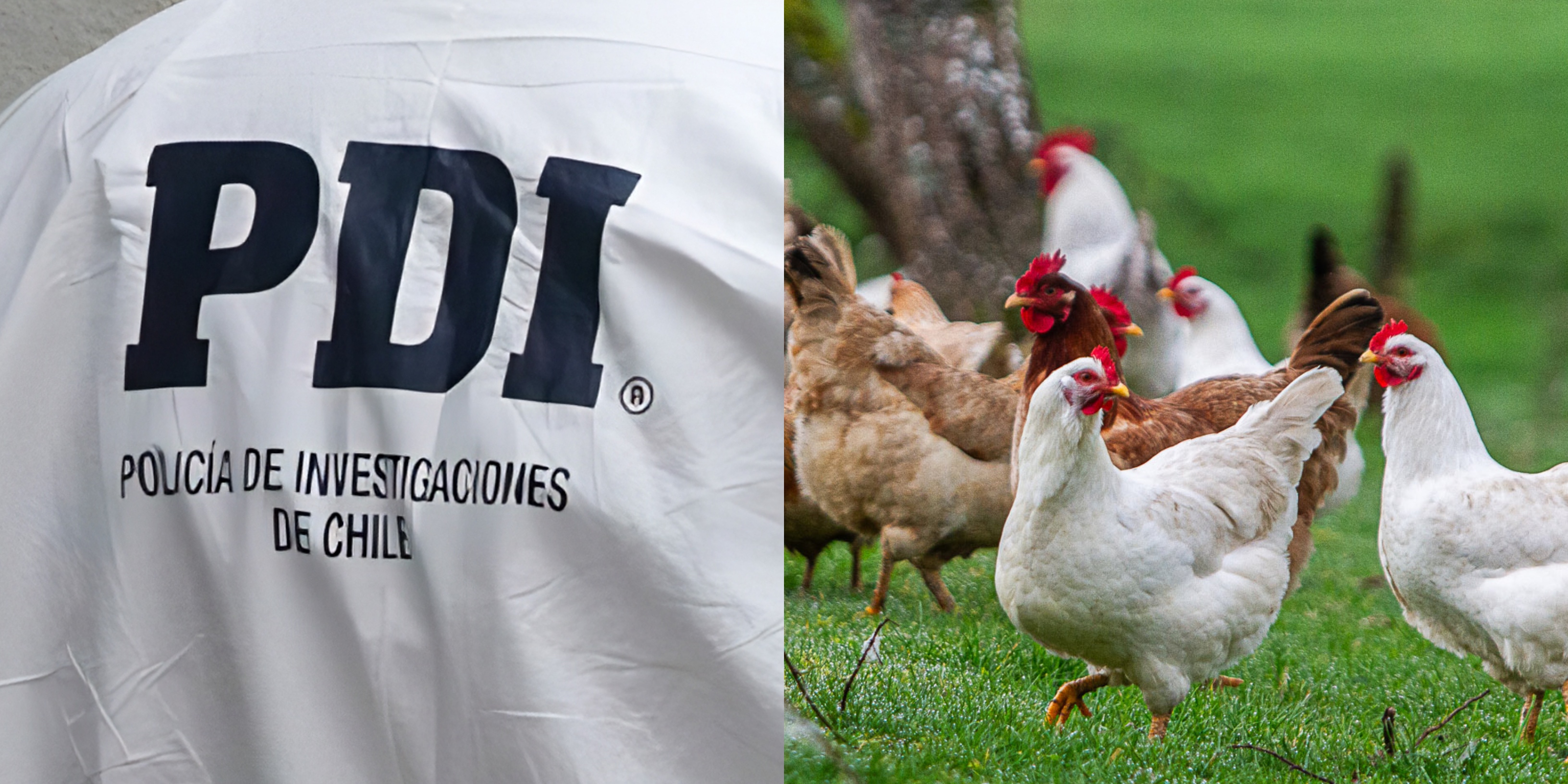 Hombre muere tras ingresar a vivienda para robar una gallina en La Serena: Dueño de casa le disparó con una escopeta