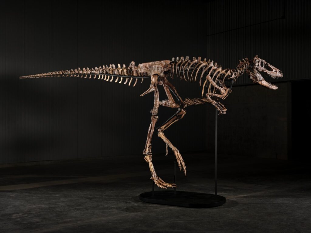 Esqueleto de dinosaurio se vende por US$47,3 millones en subasta en Nueva York