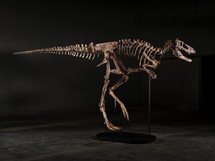Esqueleto de dinosaurio se vende por US$47,3 millones en subasta en Nueva York