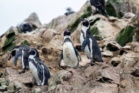 Gobierno mantiene sin reingresar a Contraloría mayoría de 43 decretos ambientales retirados: Está pendiente el que protege al pingüino de Humboldt