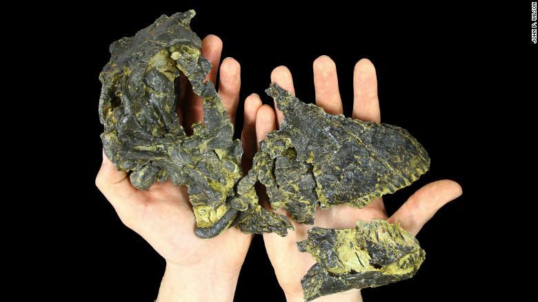 Restos óseos del niño neandertal hallado en Polonia. Años después de su hallazgo se descubrió que fue deglutido por un ave gigante.