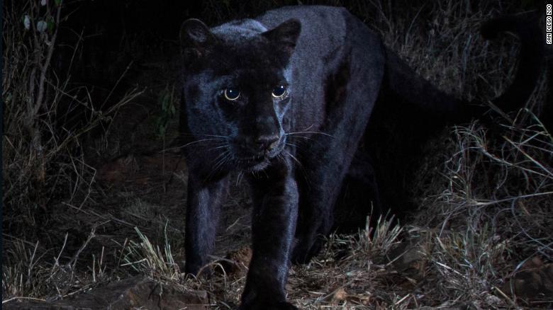 Willing use Grant Captaron inéditas imágenes de un leopardo negro que no se fotografiaba  desde hace 110 años