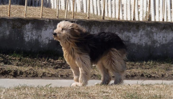 perro origen chileno