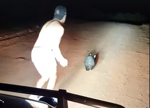 Indignación por video de policía australiano que apedrea un wombat hasta matarlo