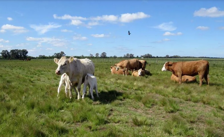 Bajó A Un Promedio De 47 8 Kilogramos El Consumo De Carne Bovina En