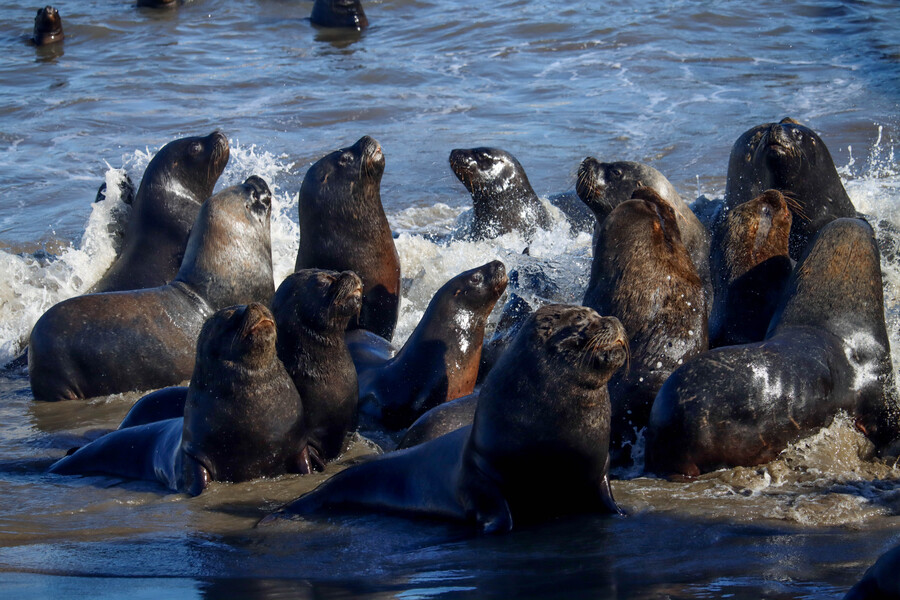  lobos marinos y 730 pingüinos han muerto por gripe aviar