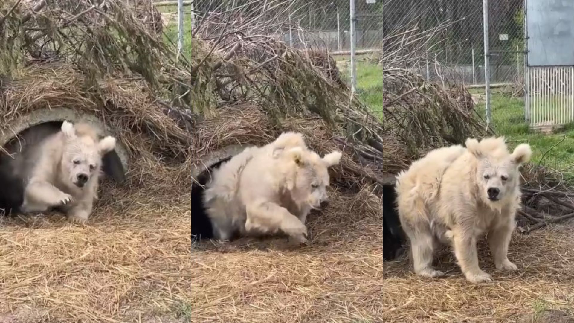 Video de oso saliendo de su hibernación se hace viral en redes sociales y causa intriga por su