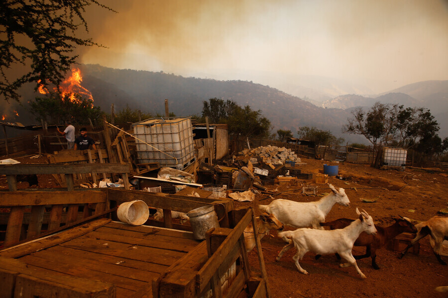 Mascotas Y Animales Heridos Por Los Incendios: Conoce Los Centros ...