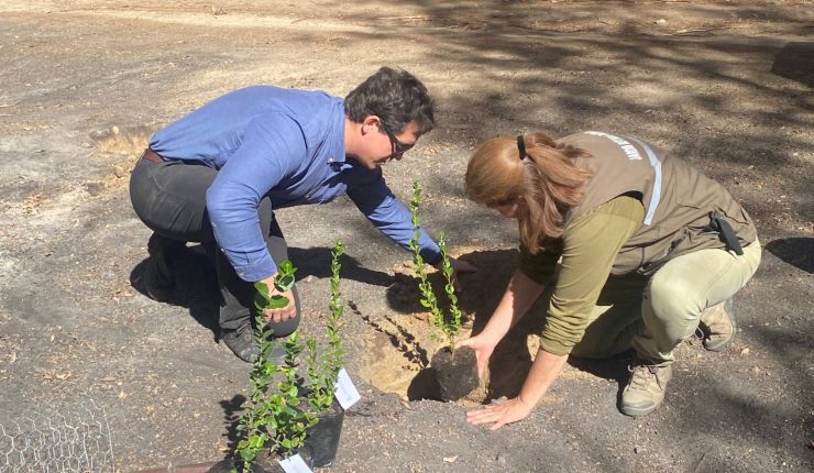 Donan 2 000 árboles Nativos Para La Reforestación Del Jardín Botánico Tras Los Incendios